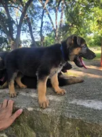 Robin, a female German Shepherd Dog for sale in Temple, TX – 1 of 2