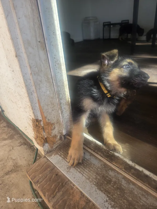 Hookfang – German Shepherd Dog puppy for sale in Temple, TX