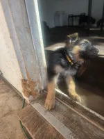 Hookfang, a male German Shepherd Dog for sale in Temple, TX – 1 of 2