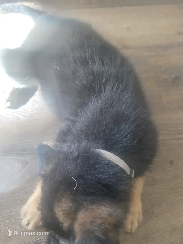 Valka – German Shepherd Dog puppy for sale in Temple, TX