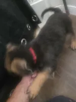 Skrill, a male German Shepherd Dog for sale in Temple, TX – 2 of 2