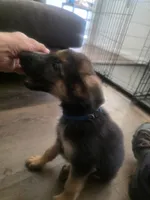 Crusher, a male German Shepherd Dog for sale in Temple, TX – 2 of 2