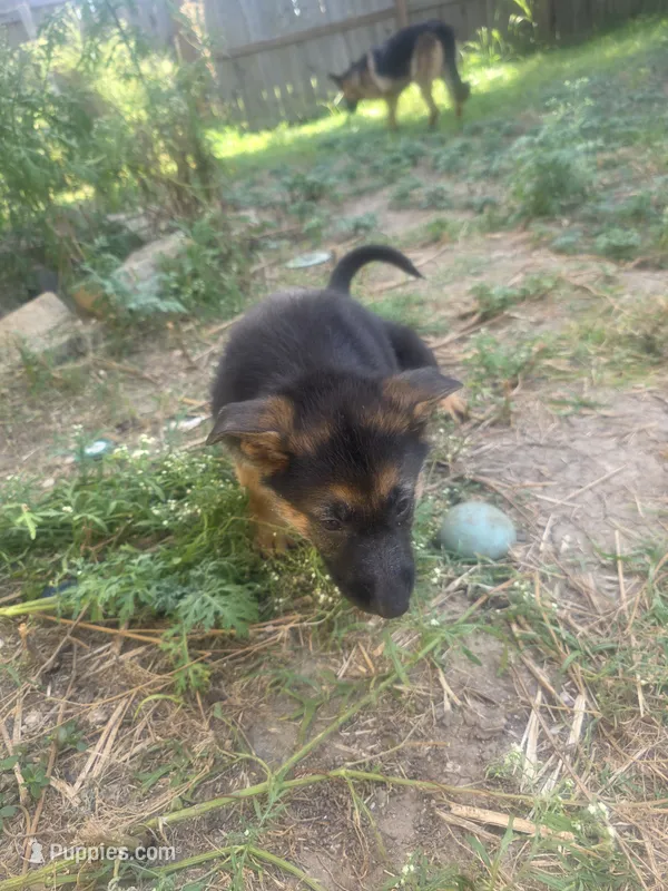 Storm – German Shepherd Dog puppy for sale in Temple, TX