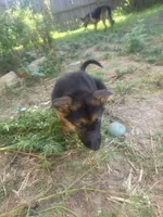 Storm, a female German Shepherd Dog for sale in Temple, TX – 1 of 2