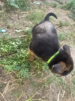 Storm, a female German Shepherd Dog for sale in Temple, TX – 2 of 2