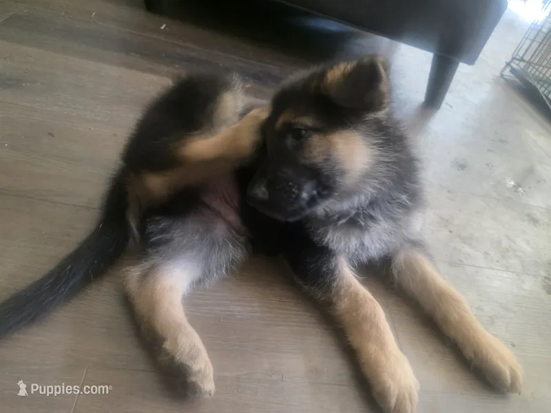 Zack – German Shepherd Dog puppy for sale in Temple, TX