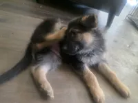 Zack, a male German Shepherd Dog for sale in Temple, TX – 1 of 2