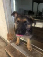 Hookfang, a male German Shepherd Dog for sale in Temple, TX – 2 of 2