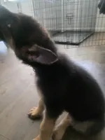 Seashocker, a male German Shepherd Dog for sale in Temple, TX – 1 of 2