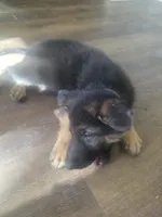 Valka, a female German Shepherd Dog for sale in Temple, TX – 2 of 2