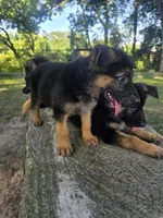 Robin, a female German Shepherd Dog for sale in Temple, TX – 2 of 2