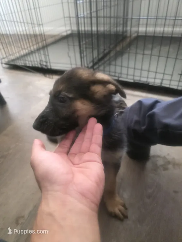 Crusher – German Shepherd Dog puppy for sale in Temple, TX