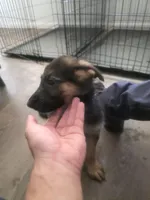 Crusher, a male German Shepherd Dog for sale in Temple, TX – 1 of 2
