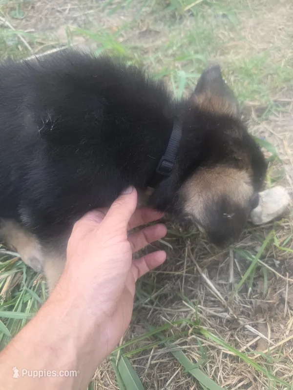 Toothless – German Shepherd Dog puppy for sale in Temple, TX
