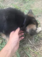 Toothless, a male German Shepherd Dog for sale in Temple, TX – 1 of 2