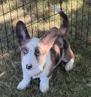 Bobble , a male Cardigan Welsh Corgi for sale in San Diego, CA – 3 of 5