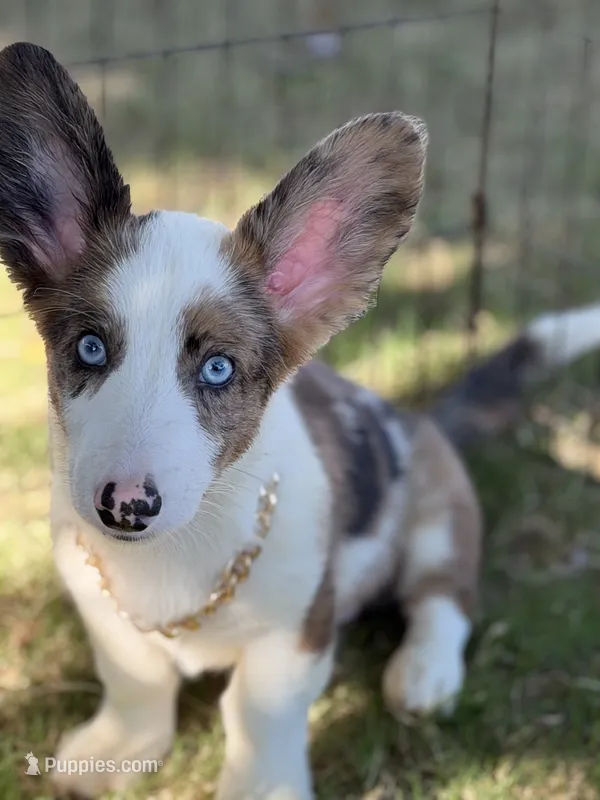 Bobble  – Cardigan Welsh Corgi puppy for sale in San Diego, CA