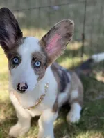 Bobble , a male Cardigan Welsh Corgi for sale in San Diego, CA – 1 of 5