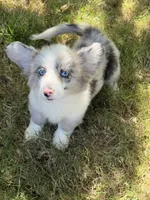 Silvermist , a female Cardigan Welsh Corgi for sale in San Diego, CA – 2 of 3