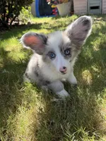 Silvermist , a female Cardigan Welsh Corgi for sale in San Diego, CA – 3 of 3