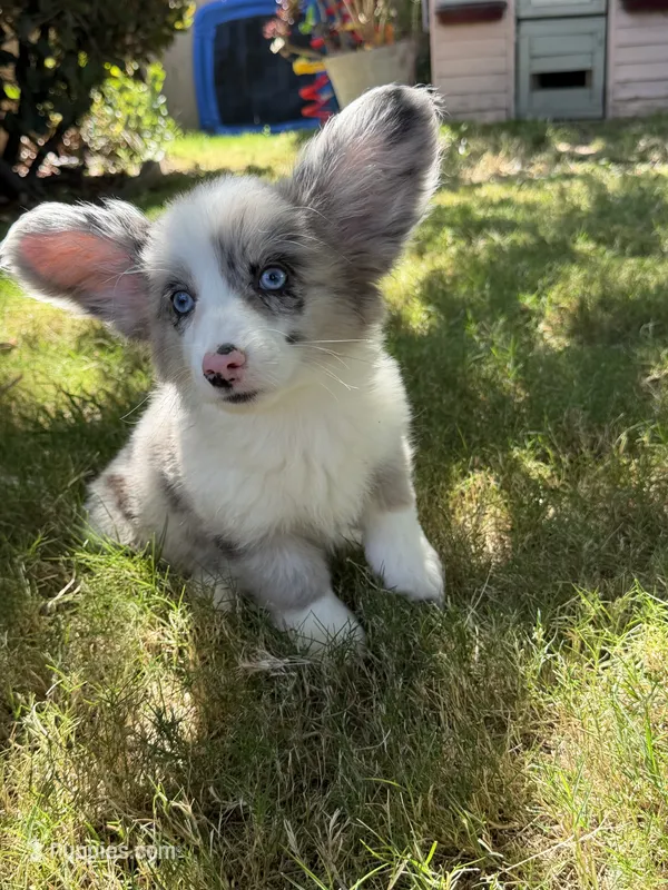 Silvermist  – Cardigan Welsh Corgi puppy for sale in San Diego, CA