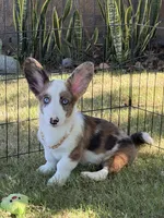 Bobble , a male Cardigan Welsh Corgi for sale in San Diego, CA – 5 of 5