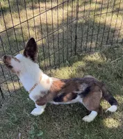 Bobble , a male Cardigan Welsh Corgi for sale in San Diego, CA – 2 of 5