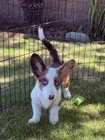 Bobble , a male Cardigan Welsh Corgi for sale in San Diego, CA – 4 of 5