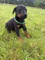 Gus, a male Doberman Pinscher for sale in Spiro, OK – 8 of 8