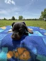 Trisha, a female Doberman Pinscher for sale in Spiro, OK – Photo 1 of 8