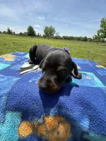Trisha, a female Doberman Pinscher for sale in Spiro, OK – Photo 7 of 8