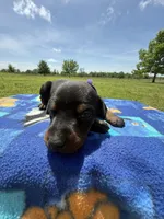 Trisha, a female Doberman Pinscher for sale in Spiro, OK – Photo 2 of 8