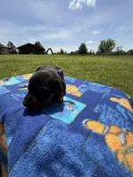 Trisha, a female Doberman Pinscher for sale in Spiro, OK – Photo 3 of 8