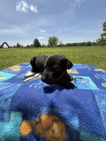 Trisha, a female Doberman Pinscher for sale in Spiro, OK – Photo 4 of 8