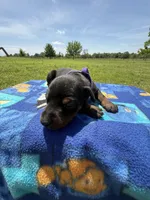 Trisha, a female Doberman Pinscher for sale in Spiro, OK – Photo 5 of 8