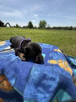 Trisha, a female Doberman Pinscher for sale in Spiro, OK – Photo 6 of 8
