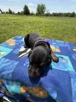 Trisha, a female Doberman Pinscher for sale in Spiro, OK – Photo 8 of 8