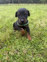 Gus, a male Doberman Pinscher for sale in Spiro, OK – 5 of 8