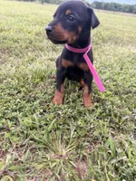 Summer, a female Doberman Pinscher for sale in Spiro, OK – 6 of 7