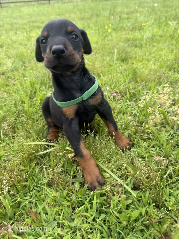 Boomer – Doberman Pinscher puppy for sale in Spiro, OK