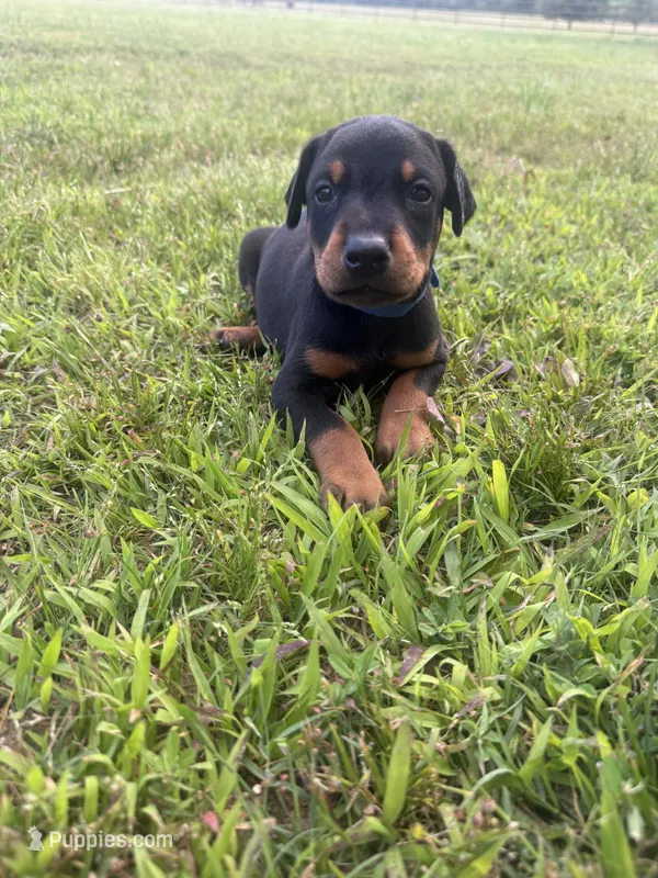 Cowboy – Doberman Pinscher puppy for sale in Spiro, OK