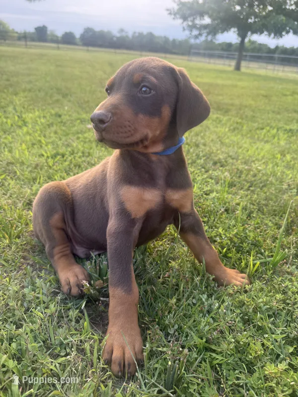 Cowboy – Doberman Pinscher puppy for sale in Spiro, OK
