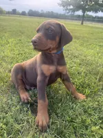 Cowboy, a male Doberman Pinscher for sale in Spiro, OK – 1 of 8