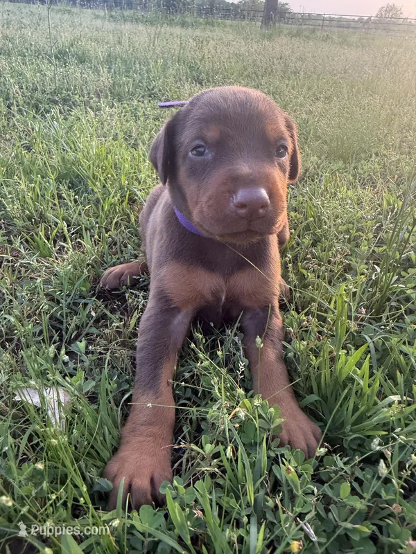 McKenna – Doberman Pinscher puppy on hold in Spiro, OK