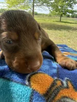 McKenna, a female Doberman Pinscher for sale in Spiro, OK – Photo 2 of 8