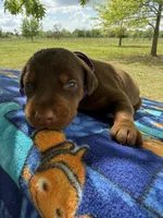 McKenna, a female Doberman Pinscher for sale in Spiro, OK – Photo 5 of 8