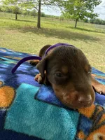 McKenna, a female Doberman Pinscher for sale in Spiro, OK – Photo 3 of 8