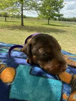 McKenna, a female Doberman Pinscher for sale in Spiro, OK – Photo 6 of 8
