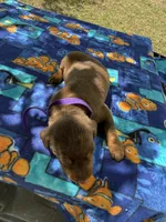 McKenna, a female Doberman Pinscher for sale in Spiro, OK – Photo 8 of 8