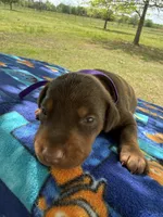 McKenna, a female Doberman Pinscher for sale in Spiro, OK – Photo 1 of 8